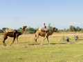 Auch Kamele gibt's in Chitwan